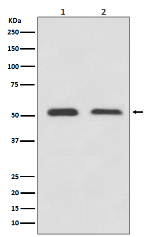 Western blot analysis of ATF4 expression in (1) HeLa cell lysate; (2) 3T3 cell lysate.