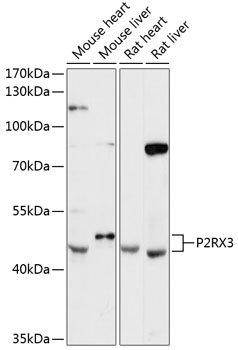 Western blot - P2RX3 Polyclonal Antibody 