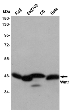 Western blot detection of Wnt1 in Raji,SKOV3,C6 and Hela cell lysates using Wnt1 mouse mAb (1:1000 diluted).Predicted band size:41KDa.Observed band size:41KDa.