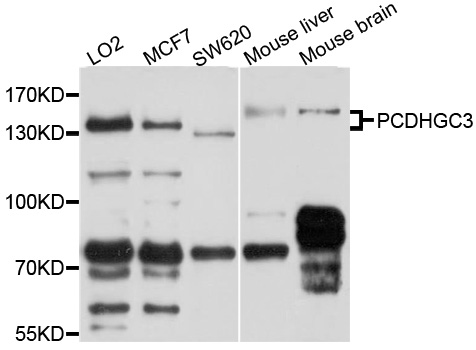 Western blot - PCDHGC3 Polyclonal Antibody 
