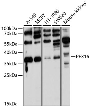 Western blot - PEX16 Polyclonal Antibody 