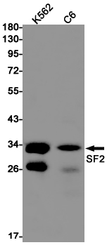Western blot detection of SF2 in K562,C6 cell lysates using SF2 Rabbit pAb(1:1000 diluted).Predicted band size:28kDa.Observed band size:28kDa.