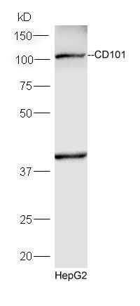 Fig1: Protein: HepG2(human) lysates at 30ug;; Primary: rabbit Anti-CD101 at 1:300;; Secondary: HRP conjugated Goat-Anti-rabbit IgG(bs-0295G-HRP) at 1: 5000;; Predicted band size:113 kD Observed band size:113 kD