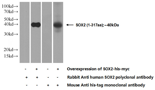 Transfected HEK-293 cells were subjected to SDS PAGE followed by western blot with Catalog No:115514(SOX2 Antibody) at dilution of 1:5000