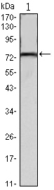 Fig1: Western blot analysis of KLHL22 on mouse brain tissue lysate using anti-KLHL22 antibody at 1/1,000 dilution.