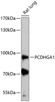 Western blot - PCDHGA1 Polyclonal Antibody 