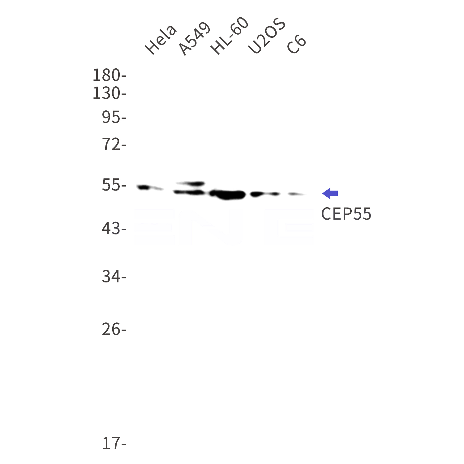 Western blot detection of CEP55 in Hela,A549,HL-60,U2OS,C6 cell lysates using CEP55 Rabbit mAb(1:1000 diluted).Predicted band size:54kDa.Observed band size:55kDa.