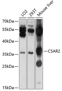 Western blot - C5AR2 Polyclonal Antibody 