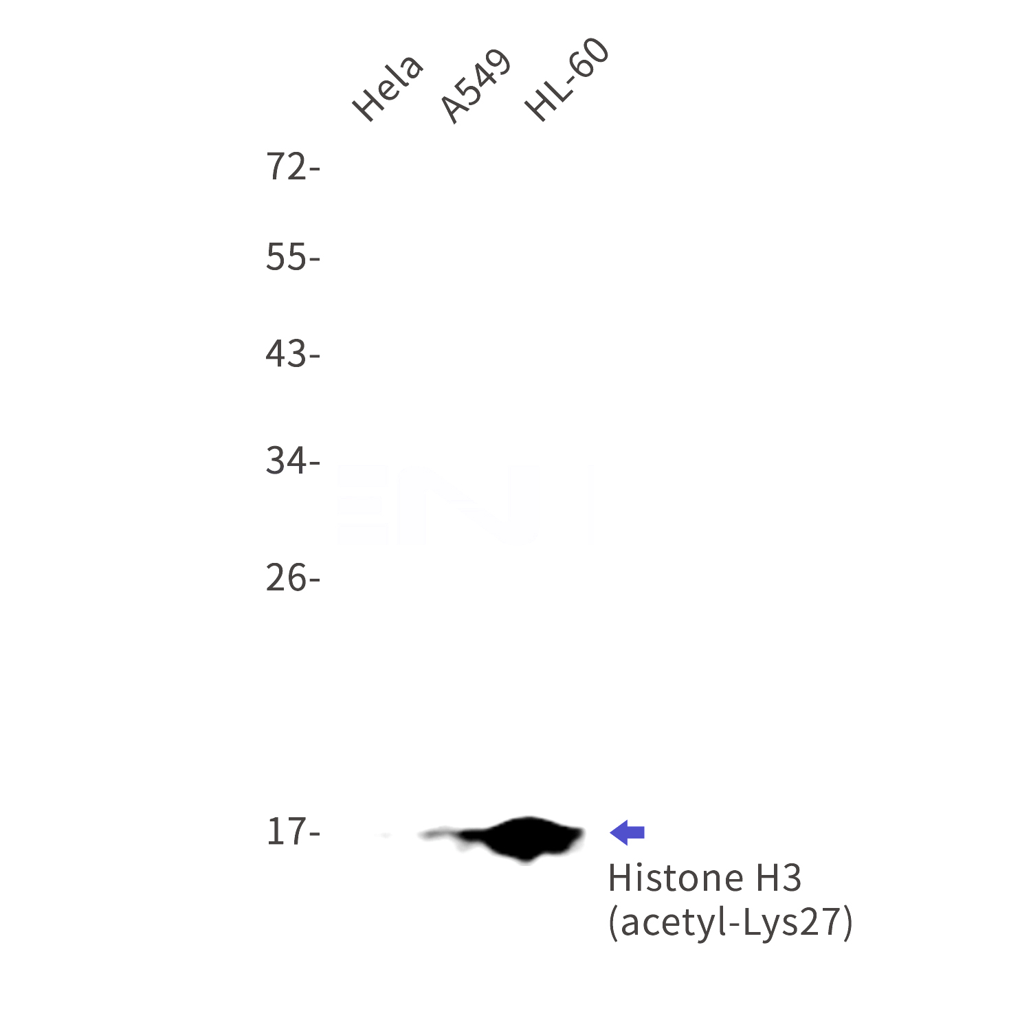 Western blot detection of Histone H3 (acetyl-Lys27) in Hela,A549,HL-60 cell lysates using Histone H3 (acetyl-Lys27) Rabbit mAb(1:1000 diluted).Predicted band size:15kDa.Observed band size:17kDa.