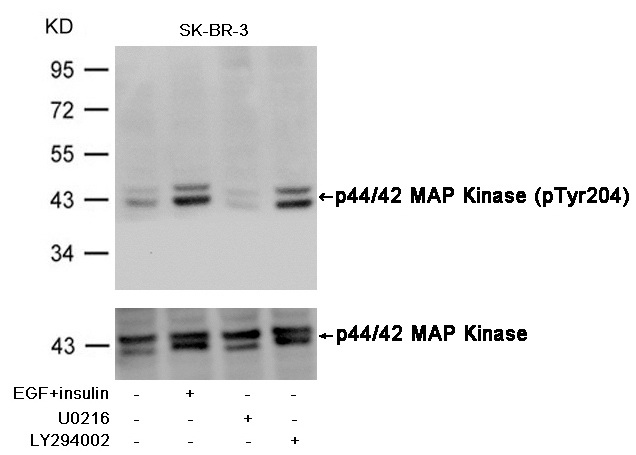 Western blot analysis of extracts from SK-BR-3 cells, treated with insulin and EGF, and pretreated with U0126 and LY294002 cells using p44/42 MAP Kinase (Phospho-Tyr204) Antibody .