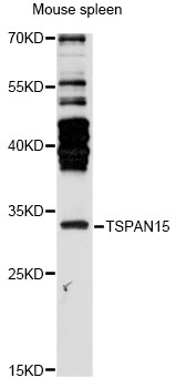 Western blot - TSPAN15 Polyclonal Antibody 
