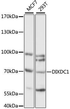Western blot - DIXDC1 Polyclonal Antibody 