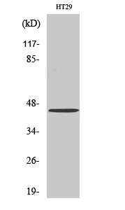 Fig1:; Western Blot analysis of various cells using GPR34 Polyclonal Antibody.