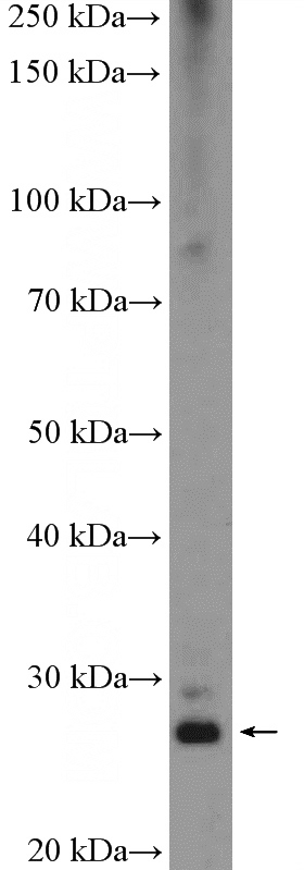 HeLa cells were subjected to SDS PAGE followed by western blot with Catalog No:115440(SNAI1 Antibody) at dilution of 1:1000