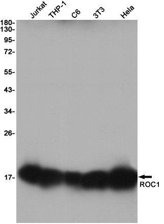 Western blot detection of ROC1 in Jurkat,THP-1,C6,3T3,Hela cell lysates using ROC1 Rabbit pAb(1:1000 diluted).Predicted band size:12KDa.Observed band size:12KDa.