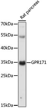 Western blot - GPR171 Polyclonal Antibody 