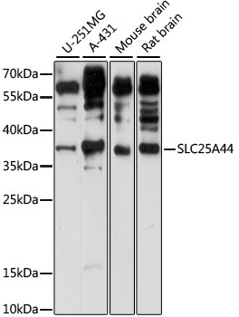Western blot - SLC25A44 Polyclonal Antibody 