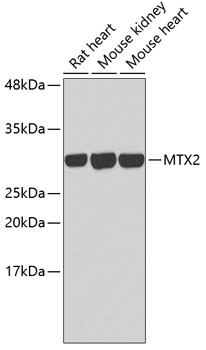 Western blot - MTX2 Polyclonal Antibody 