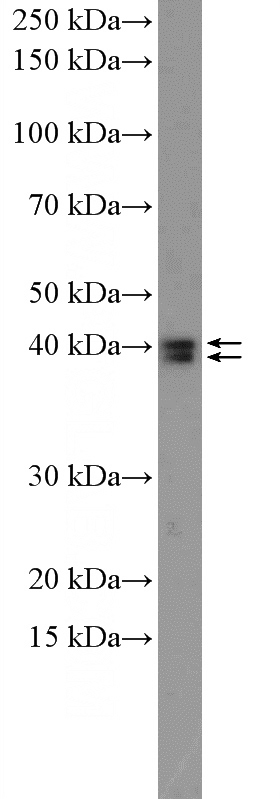 HeLa cells were subjected to SDS PAGE followed by western blot with Catalog No:110363(ERK1 antibody) at dilution of 1:300