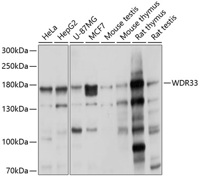 Western blot - WDR33 Polyclonal Antibody 
