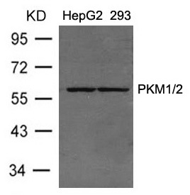 Western blot analysis of extracts from HepG2 and 293 cells using PKM1/2 rabbit pAb (1:500 diluted).Predicted band size:60KDa.Observed band size:60KDa.
