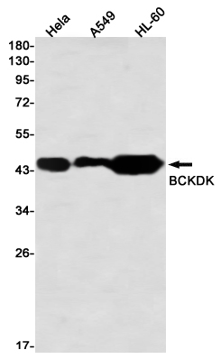 Western blot detection of BCKDK in Hela,A549,HL-60 using BCKDK Rabbit mAb(1:1000 diluted)