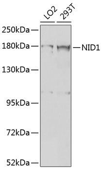 Western blot - NID1 Polyclonal Antibody 