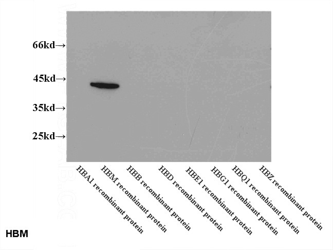 WB results of Catalog No:111270 (HBM antibody) at dilution of 1:2000.