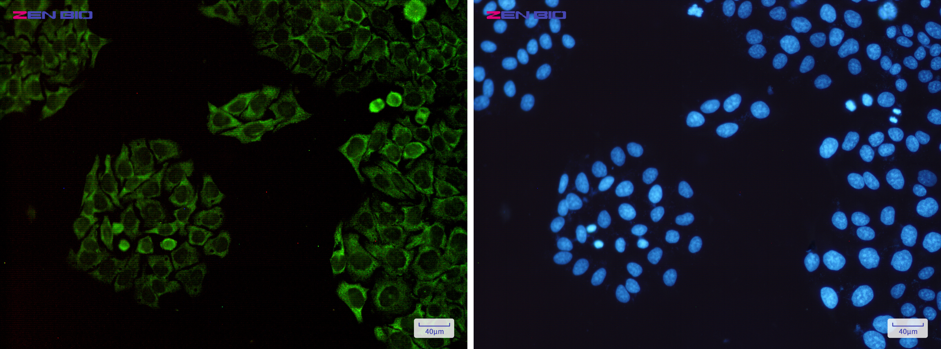 Immunocytochemistry of SENP1(green) in Hela cells using SENP1 Rabbit pAb at dilution 1/50, and DAPI(blue)