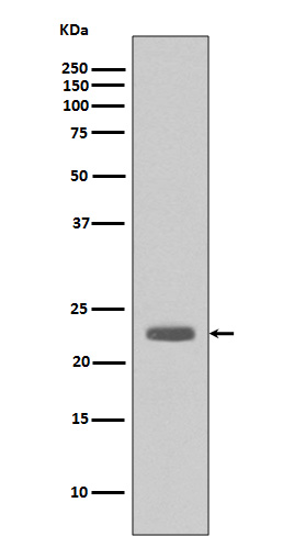 Western blot analysis of Bim expression in  A431 cell lysate.