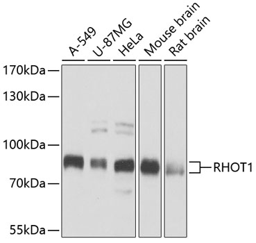 Western blot - RHOT1 Polyclonal Antibody 