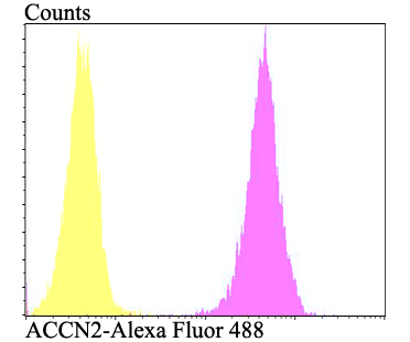 Fig4: Flow cytometric analysis of SH-SY-5Y cells with ACCN2 antibody at 1/100 dilution (fuchsia) compared with an unlabelled control (cells without incubation with primary antibody; yellow). Alexa Fluor 488-conjugated goat anti-rabbit IgG was used as the secondary antibody.