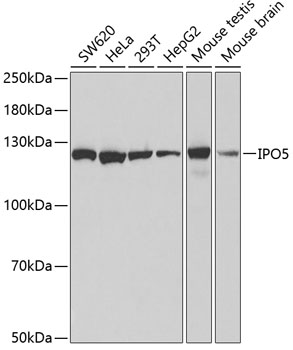 Western blot - IPO5 Polyclonal Antibody 
