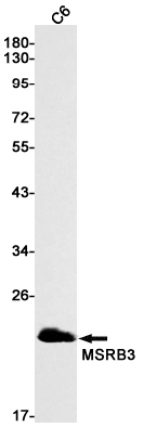 Western blot detection of MSRB3 in C6 cell lysates using MSRB3 Rabbit mAb(1:1000 diluted).Predicted band size:21kDa.Observed band size:21kDa.