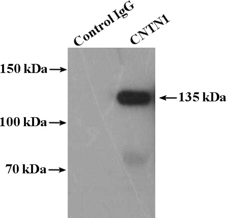 IP Result of anti-CNTN1 (IP:Catalog No:109362, 4ug; Detection:Catalog No:109362 1:1500) with rat brain tissue lysate 4000ug.
