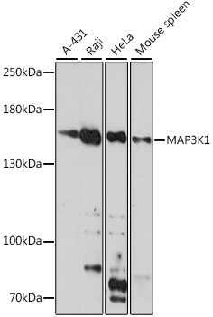 Western blot - MAP3K1 Polyclonal Antibody 