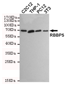 Western blot detection of RBBP5 in C2C12,THP-1,PC12 and 3T3 cell lysates using RBBP5 mouse mAb (1:1000 diluted).Predicted band size:70KDa.Observed band size:70KDa.