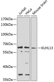 Western blot - KLHL13 Polyclonal Antibody 