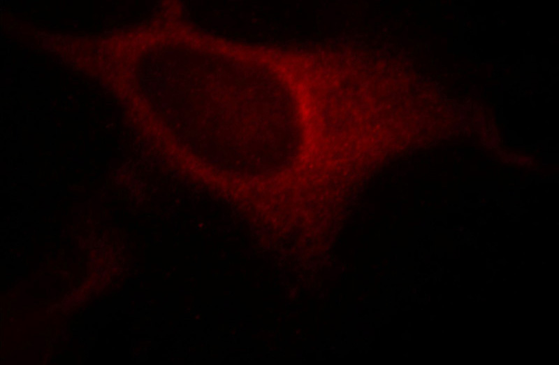 Immunofluorescent analysis of Hela cells, using FKBP4 antibody Catalog No: at 1:50 dilution and Rhodamine-labeled goat anti-mouse IgG (red).