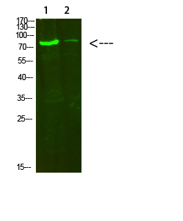 Fig1:; Western Blot analysis of 1,hela 2,3T3 cells using primary antibody diluted at 1:500(4°C overnight). Secondary antibody: Goat Anti-rabbit IgG IRDye 800( diluted at 1:5000, 25°C, 1 hour)