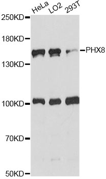 Western blot - DHX8 Polyclonal Antibody 