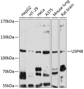 Western blot - USP48 Polyclonal Antibody 