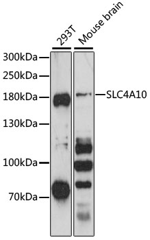Western blot - SLC4A10 Polyclonal Antibody 