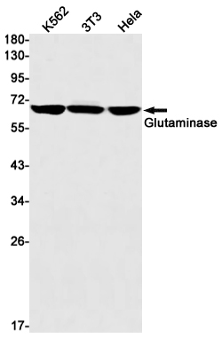 Western blot detection of Glutaminase in K562,3T3,Hela cell lysates using Glutaminase Rabbit mAb(1:1000 diluted).Predicted band size:74kDa.Observed band size:68kDa.