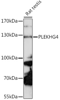 Western blot - PLEKHG4 Polyclonal Antibody 