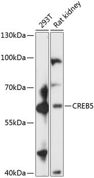 Western blot - CREB5 Polyclonal Antibody 