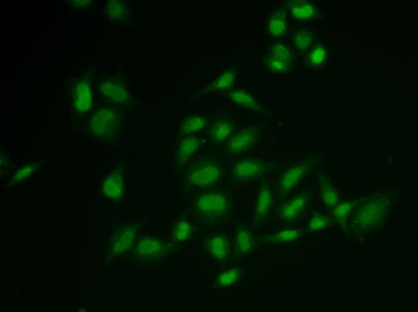 Immunofluorescence - SSRP1 Polyclonal Antibody 