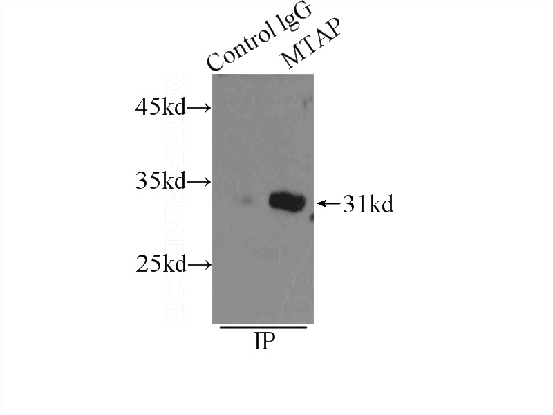 IP Result of anti-MTAP (IP:Catalog No:112765, 3ug; Detection:Catalog No:112765 1:500) with MCF-7 cells lysate 3250ug.