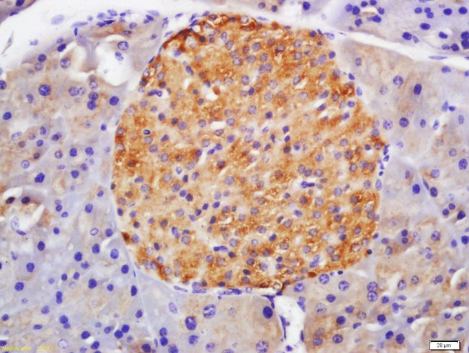 Fig4: Tissue/cell: mouse pancreas tissue; 4% Paraformaldehyde-fixed and paraffin-embedded;; Antigen retrieval: citrate buffer ( 0.01M, pH 6.0 ), Boiling bathing for 15min; Block endogenous peroxidase by 3% Hydrogen peroxide for 30min; Blocking buffer (normal goat serum,C-0005) at 37℃ for 20 min;; Incubation: Anti-GLP-1R Polyclonal Antibody, Unconjugated 1:200, overnight at 4℃, followed by conjugation to the secondary antibody(SP-0023) and DAB(C-0010) staining