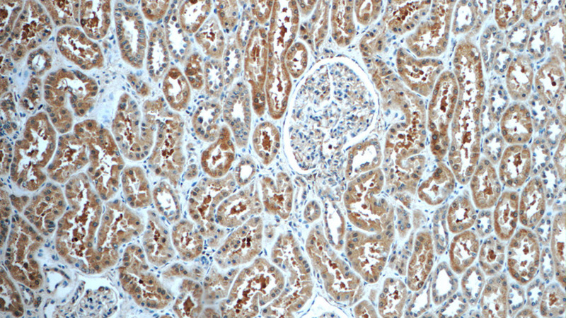 Immunohistochemistry of paraffin-embedded human kidney tissue slide using Catalog No:110296(ECOP Antibody) at dilution of 1:50 (under 10x lens)